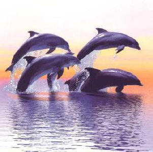 Klik om te vergroten